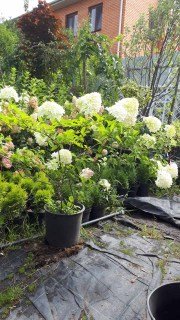 Гортензія волотиста Сильвер Долар (Silver Dollar) [2-річна в контейнері]