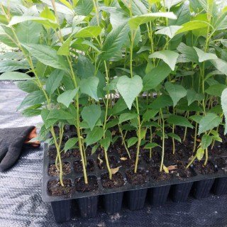 IMG-2ecdb74bdf1f29ee9981c16999fa4168-V