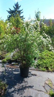 IMG-2f1edd0d829eaf5df76262f3ffcfcf07-V