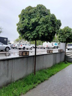 Клен штамбовий Глобозум (Globozum) [3-річний в контейнері, штамб 120см]