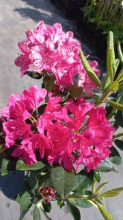 IMG-30cfd708c3f9556ec1f2b170d742dd31-V