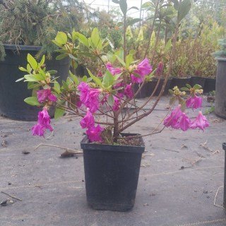 Реальне фото Geisha Purple 30-40см, контейнер, 4 роки