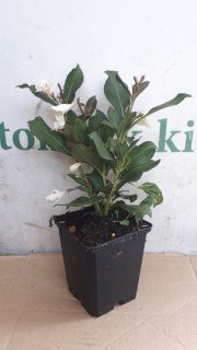 IMG-31695b702c794e70b84be845b6c01b87-V