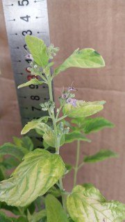 IMG-3175a1e375eb7cfe0534dd3ec5307dd9-V