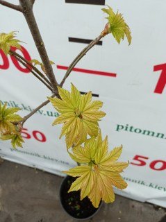 IMG-37a64136ae32b456ed71889ae7f34bdb-V