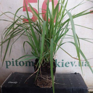 Реальні фото саджанців контейнер 500мг