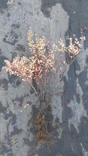 IMG-37ce14cdca7ab4dc01fd51954ca9c082-V