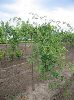 IMG-3960a5e95aadef2457e8b461e4163236-V