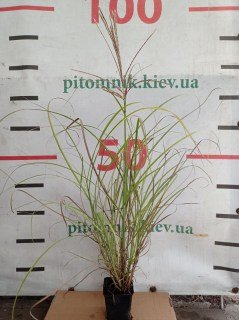 IMG-3aee9c208746c63dcef06739bb8c6861-V