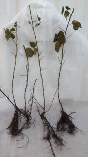 саженцы в Киеве Ежемалина Букингем Тайберри