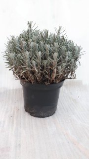 IMG-3c2ff308741206dd3d1292eaf3277c5d-V