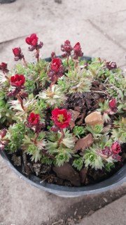 Реальні фото саджанця Ломикамінь Арендса Хайлендер червона