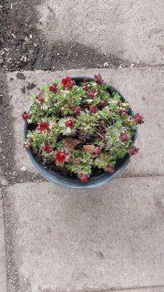 Реальні фото саджанця Ломикамінь Арендса Хайлендер червона