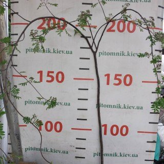 IMG-3d76d28860551d58483284716ec42c5b-V