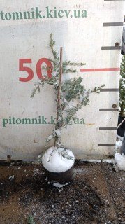 Реальне фото Кедр гімалайський Карл Фукс 50-60см, контейнер