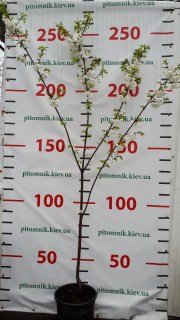 IMG-3e09b01d0cdb9ba8366b87f45df700be-V45