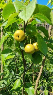 Груша азиатская (китайская) Косу (Kosui))