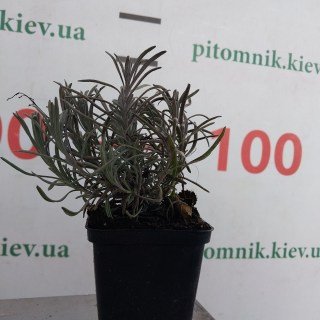 IMG-3e5f71405e32c951f80f23df521f6efb-V