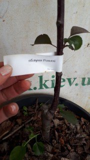 Реальне фото саджанця Роялті у контейнері, 100см