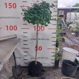 Гінкго білоба Марікен (Mariken) на штамбі