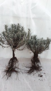 IMG-40d87c02cb4fda180d0f74ebc86fd104-V