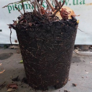 IMG-41611a320410aa6b62e0646cb26db460-V