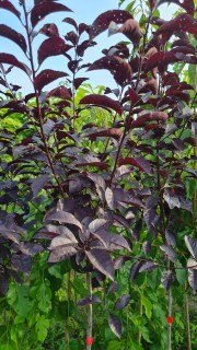 IMG-41c82811cf79b1bee8dc4eb298f8f6ef-V