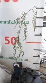 Реальні фото саджанців мімози