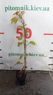 IMG-42bc9bed540348c3101ebba366c8c46a-V