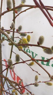 IMG-43339a8f8b44b68217d492dbcc7d97c5-V