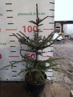 IMG-43f658b32436e90ab8bc6ef1901f7674-V