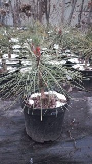 Реальні фото саджанця 25-40 см