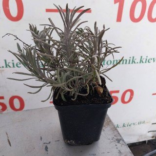 IMG-49874cc4a7ba1bbd69a24db79ead02d7-V