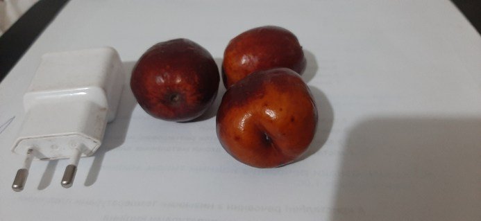 Зизифус Та-ян-Цзао