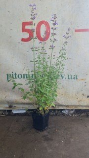 Реальне фото Котовника 50см. у горшику