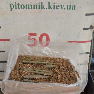 Реальне фото пакування верби енергетичної 100 шт. Коробка 350х200х250см