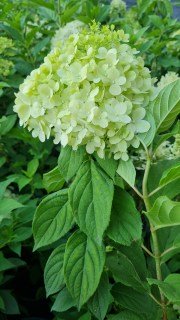 Гортензия метельчатая Лаймлайт (Limelight)