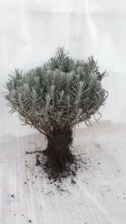 IMG-527296a57e12213671ec4b1c00990b39-V