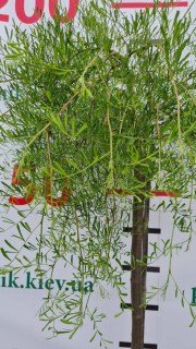 IMG-532d281582bd0cb39bdec8e0e7cda238-V