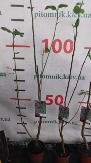 IMG-5366e6b236f6d92fd114811f33587a6a-V