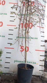 IMG-5591e3e12fe0a4dfc85eb93404af70ad-V