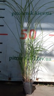 IMG-55c1625e81924e50431330051fda574c-V