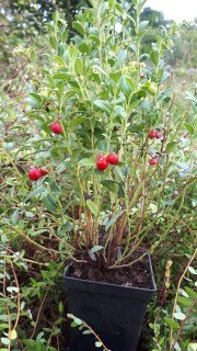 IMG-58c26da25ccc367ff8491843e0dd1106-V