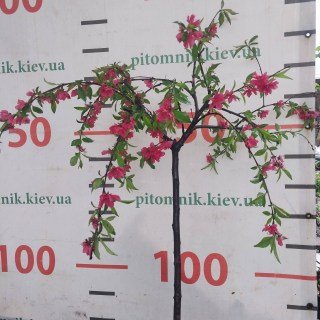 Персик декоративний плакучий Гранатовий браслет на штамбе