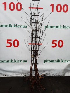 IMG-5ba166b90a1607a94834c368f2126299-V