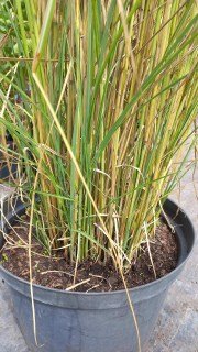 IMG-5bba33b60d8c57cf6d7d5e12cb9cdacf-V