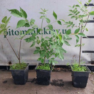 IMG-5ce0282d203f56890723d7f54a9fa903-V