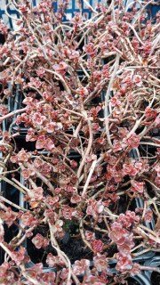 IMG-5d0a0297b0b276ade5318119be62acc9-V