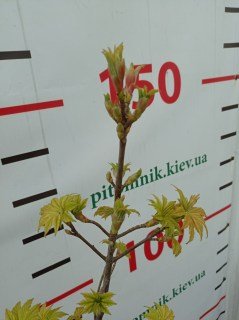 IMG-5d4d7887aacc851650115437dddb9f2b-V