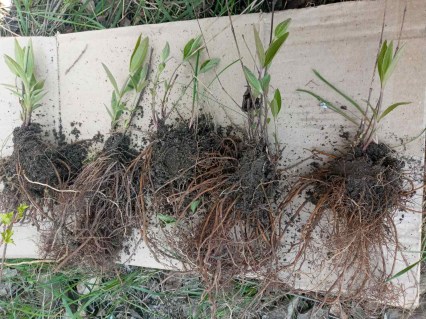 IMG-5df00f0067d6d40b7ded5a8b6b388315-V91